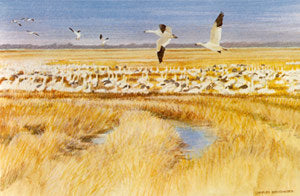 I - 39 Snow Geese