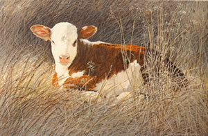 I-70 Hereford Calf