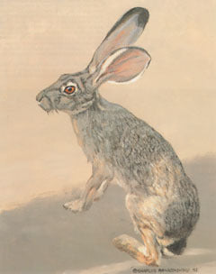 V-23 Jackrabbit