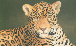 H-8 Jaguar