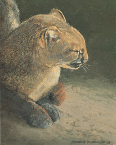 V-7 Jaguarundi