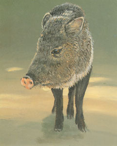 V-6 Javelina