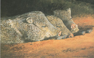 H-7 Javelinas – Charles Beckendorf Gallery
