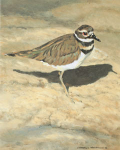 V-70 Killdeer