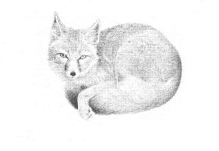 Kit Fox B&W