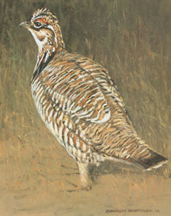 V-22 Lesser Prairie Chicken