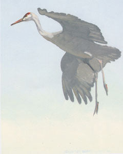 V-45 Lesser Sandhill Crane