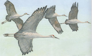 H-53  Lesser Sandhill Cranes (flying)