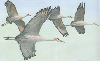 H-53 Lesser Sandhill Cranes (flying)
