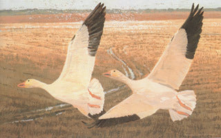 H-60  Lesser Snow geese