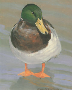 V-57 Mallard Drake