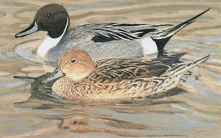 H-64 Pintail Ducks