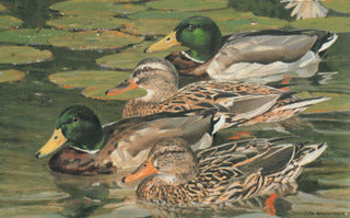 H-67 Mallards