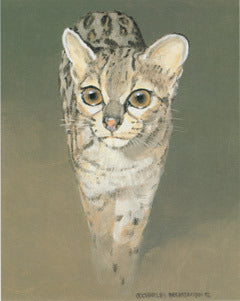 V-9  Margay