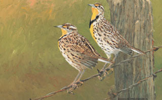 H-28 Meadowlarks