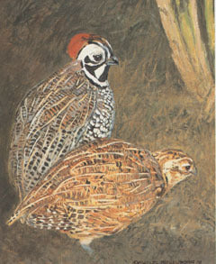 V-15 Montezuma Quail