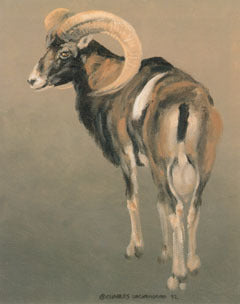 V-5 Mouflon