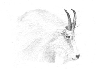 Mountain Goat B&W