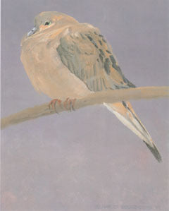 V-18  Mourning Dove