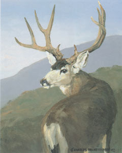 V-12 Mule Deer Buck