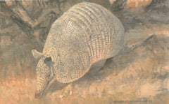 H34 Nine Banded Armadillo