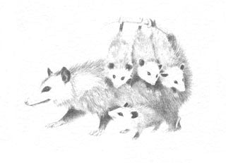 Opossum B&W