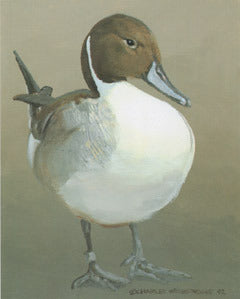 V-55 Pintail Male