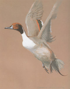 V-56 Pintail Male Flying