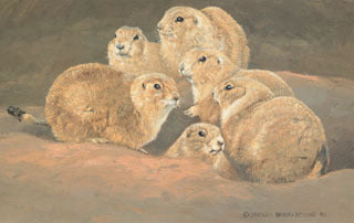 H-31  Prairie Dogs