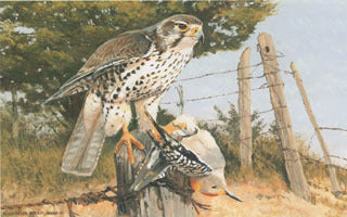 H-46 Prairie Falcon