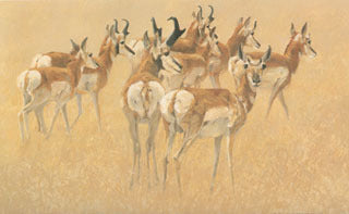 H-4 Pronghorn