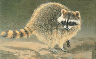 H-35 Racoon