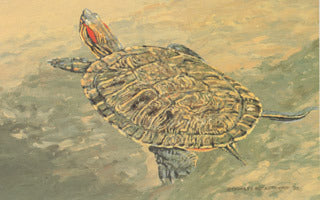 H-68  Red Eared Slider