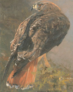 V-38 Red Tailed Hawk