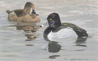 H-65 Ring Necked Ducks