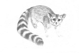 Ringtail B&W