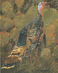 V-44 Rio Grande Turkey