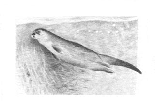 River Otter B&W