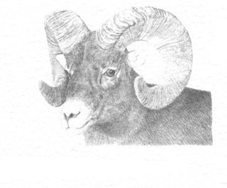 Rocky Mt. Bighorn B&W