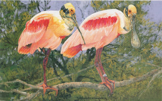 H75 Roseate Spoonbills