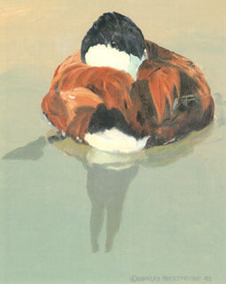 V-54 Ruddy Duck