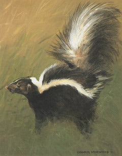 V-73  Striped Skunk