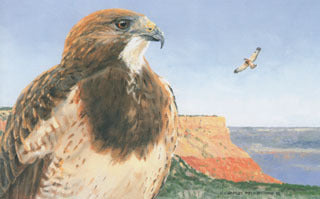 H-48 Swainson's Hawk – Charles Beckendorf Gallery