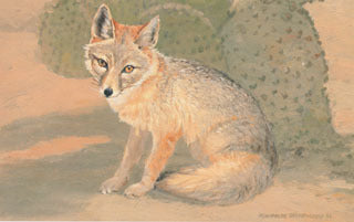 H-41 Swift Fox