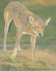 V-27 Texas Red Wolf