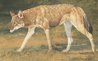 H-38 Texas Red Wolf – Charles Beckendorf Gallery