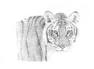 Tiger B&W