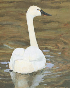 V-48 Tundra Swan