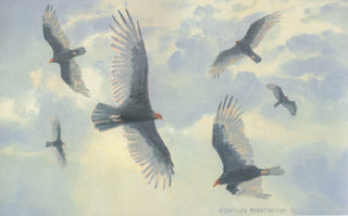 H-43  Turkey Vultures