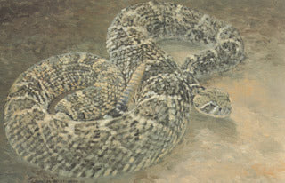H-6 Western Diamondback Rattlesnake